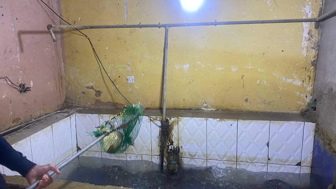 صور: قصابو أبو غريب أغلقوا محالهم بسبب ارتفاع الأسعار.. ودجاج أربيل أنسب البدائل