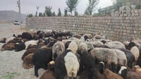 العراق يضبط 149 خروفاً كانت في طريقها من إيران إلى العرا...