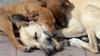 Rabies killed 18 over 2024 as dog attacks injure tens of thousands in Iraq