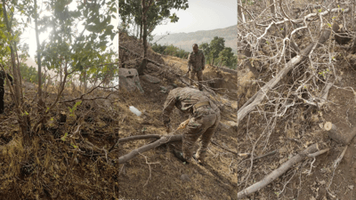 لە مێرگەپان 16 داری تەمەن 15 بۆ 20 ساڵ قەتڵوعام کران