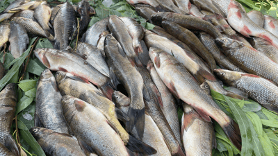 کار بۆ زیادکردنی بەرهەمی ماسی لە ئاوی دوکان دەکرێت