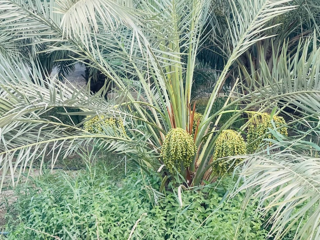 فيديو من بساتين البرحي.. البصرة تبدأ “دلاوة العذوق” والعراق ينتظر أشهى التمور