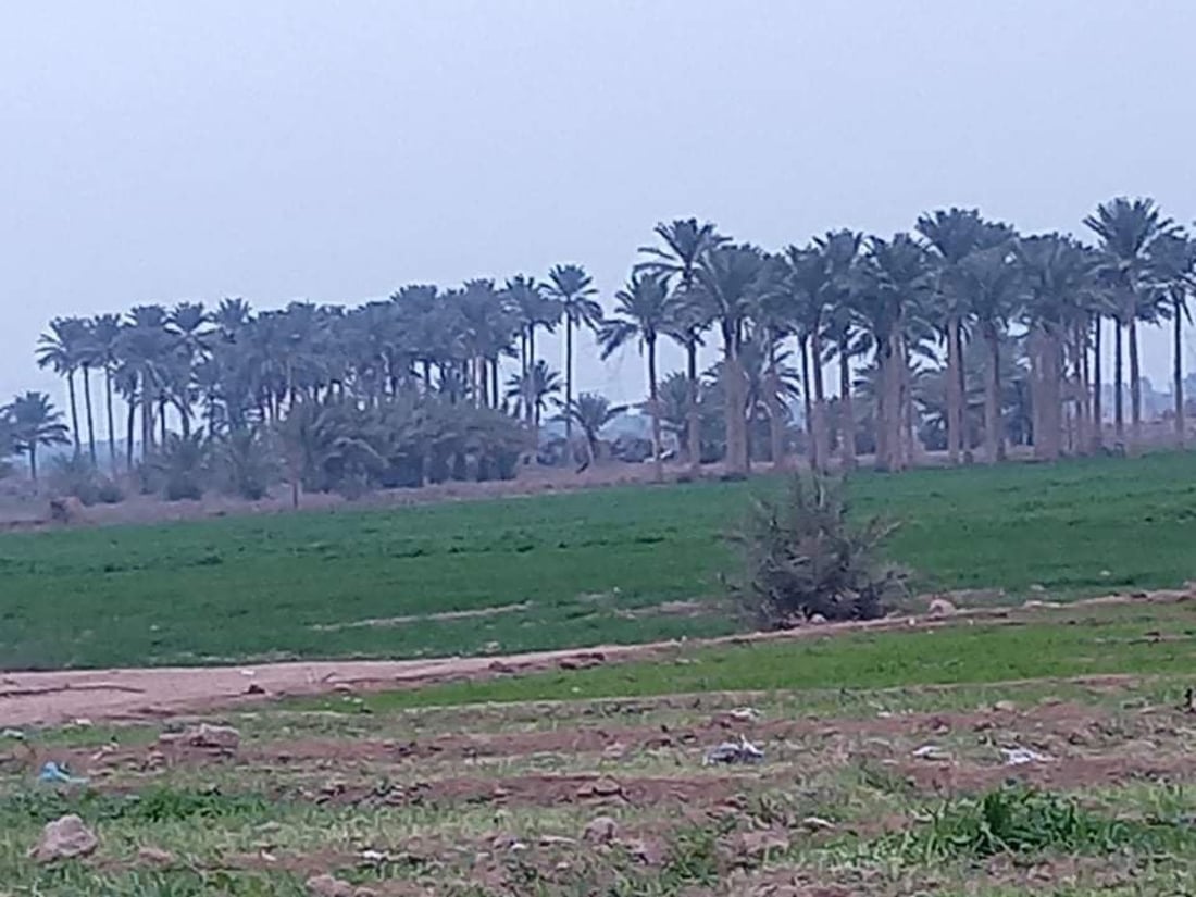 ريف الكرمة