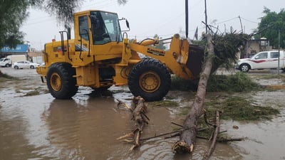 الزبير: العواصف اقتلعت الأشجار الباسقة.. وقطعت شارع “الخطوة” (صور)