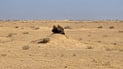 ضبط نسور نادرة في سوق الغزل وإطلاقها في سماء الأنبار (فيديو)