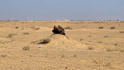 ضبط نسور نادرة في سوق الغزل وإطلاقها في سماء الأنبار (فيديو)