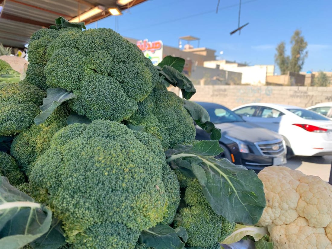 صور: “بروكلي اليوسفية” ينافس محصول مصر ولبنان في اليرموك