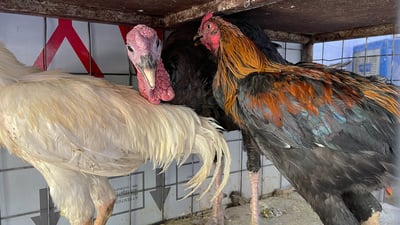 ئەم جەژنە کەڵەشێری کوردی بازاڕی گەرمە