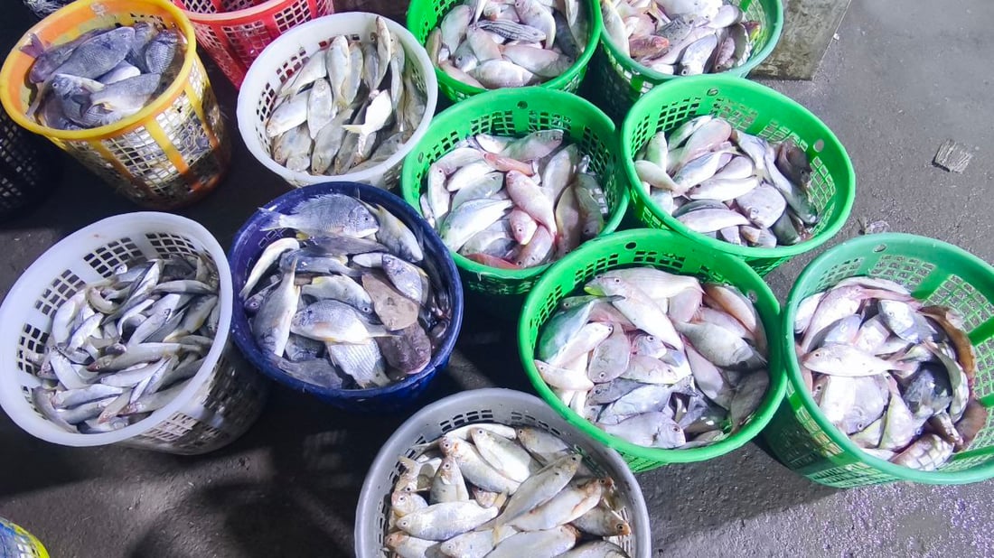 صور: 30 طناً من السمك في مرسى النقعة.. “خلي الفقير ياكل”