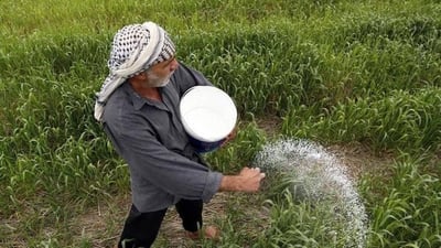 Iraq allocates 1,000 tons of wheat seeds to Basra farmers under winter crop plan