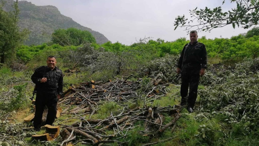 لەسەر بڕینى دار دوو کەس دەستگیرکران