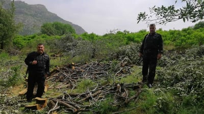 لەسەر بڕینى دار دوو کەس دەستگیرکران