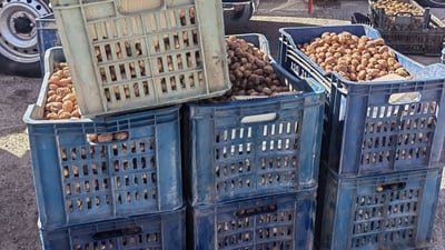 540 کیلۆ خورمای خراپبوو لە رانیا لەناوبرا