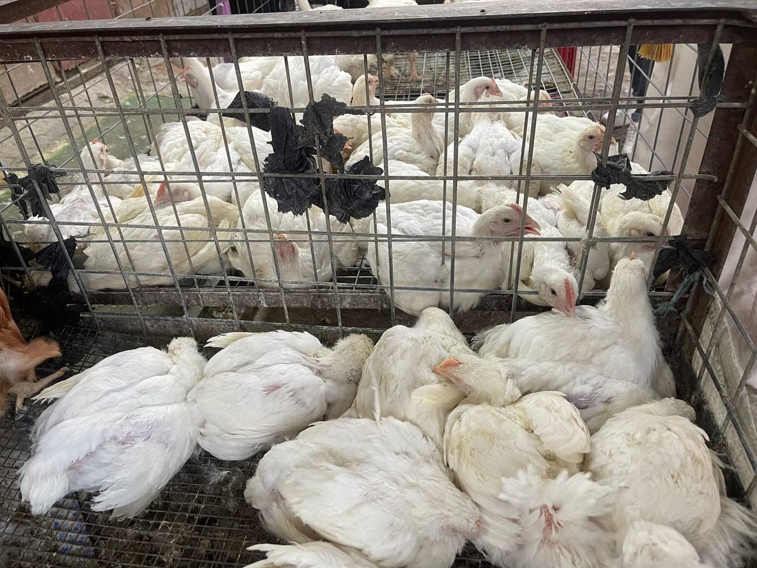 صور: دجاج “الشرش” وصل سوق القرنة.. رخيص ولا أحد يشتري الأحمر