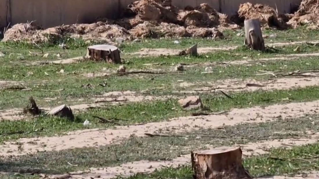 نزیکەی 500 داری باڵابەرز لە کفری قەتڵوعام کران