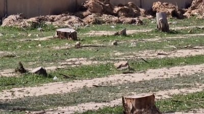 نزیکەی 500 داری باڵابەرز لە کفری قەتڵوعام کران