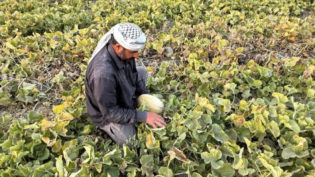 فيديو: بطيخ “الديرة” سيتوفر حتى نهاية 11.. وتلك النكهة لم تتغير