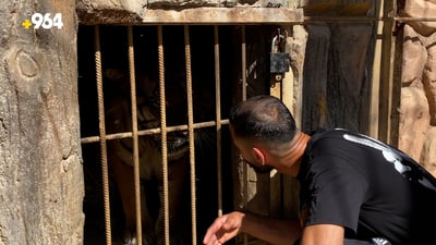 گەنجێک ماوەی 14 ساڵە سەروکاری لەگەڵ ئاژەڵی دڕندە هەیە