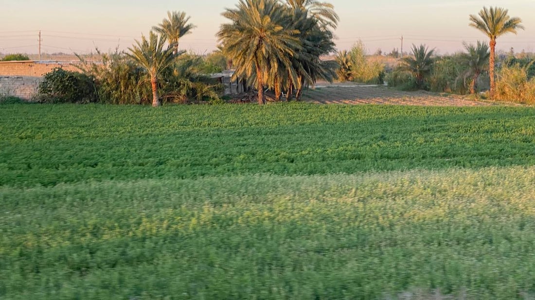 وحدهُ الفلفل حافظ على مكانته.. زراعة الصيف تتراجع في الرضوانية والفلاحون توظفوا