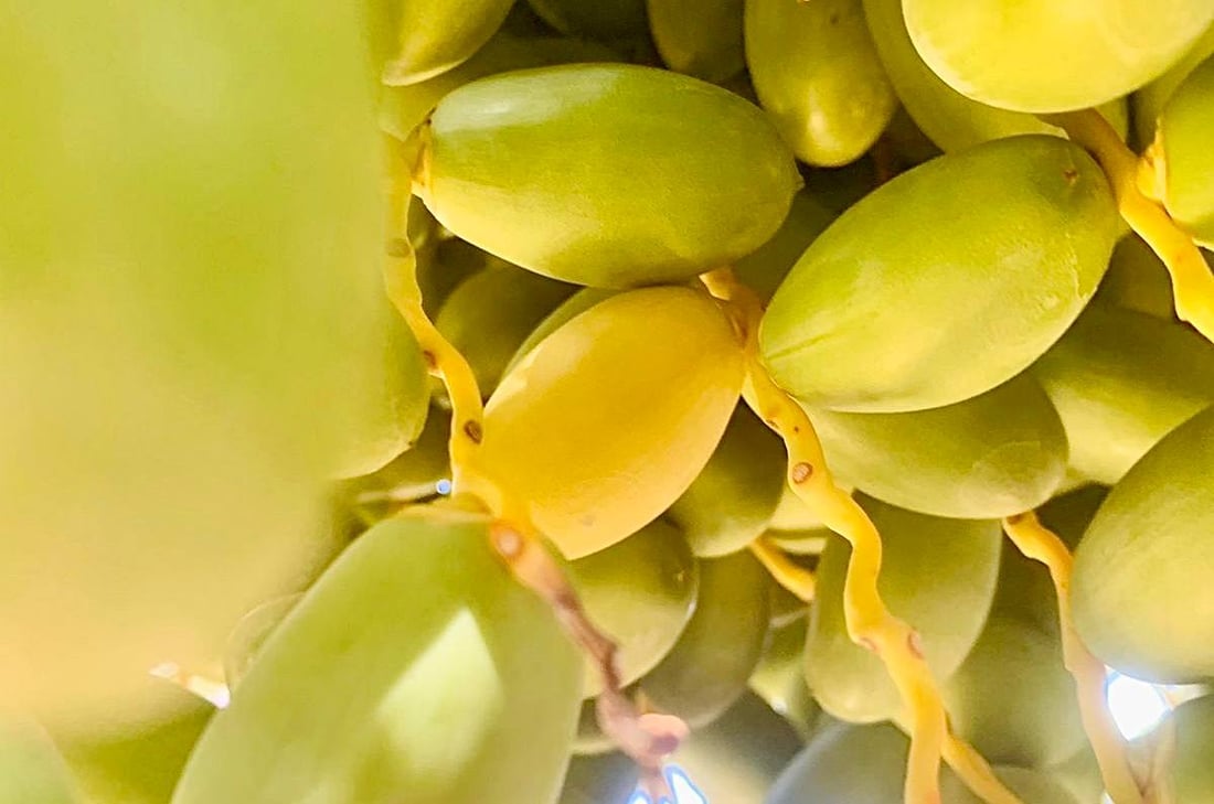 صور: الخلال الأصفر سيملأ السوق الأسبوع المقبل.. مرحلة “الهنبوش” نجحت في البصرة