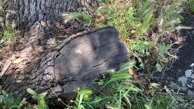 دانیشتووانی دوو گوند چاودێریان بە دیار دارستانەوە داناوە