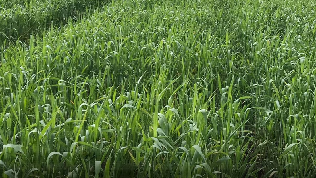 Iraq’s Ministry of Trade begins procurement of wheat