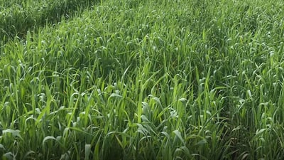 Iraq’s Ministry of Trade begins procurement of wheat