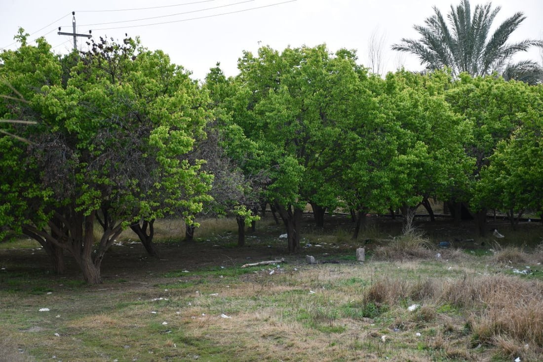 صور: بساتين القائم امتلأت بالجقال.. تذوقوا المشمش الحامض لكن لا تسرقوا ولا تكسروا