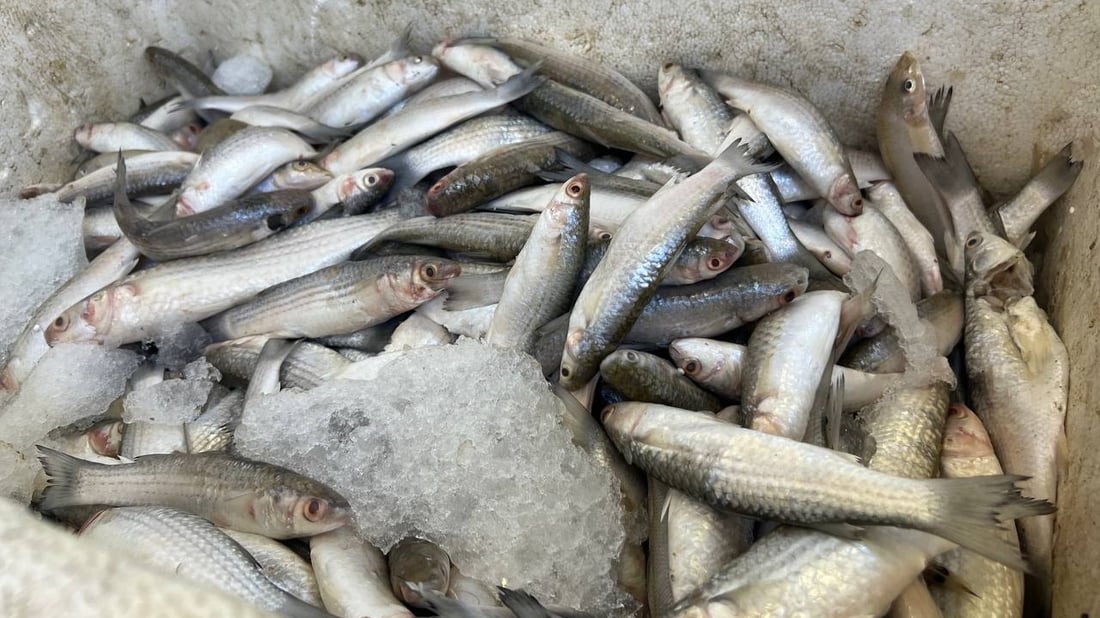 أسماك النهر والبحر متوفرة في الأعظمية.. أسعار 20 صنفاً من محل القبطان (صور)