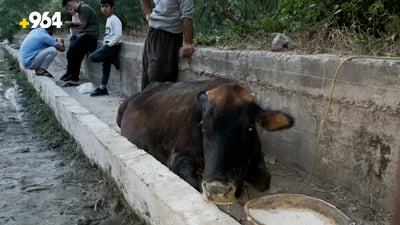 لەسۆران پێنج مانگا رزگارکران