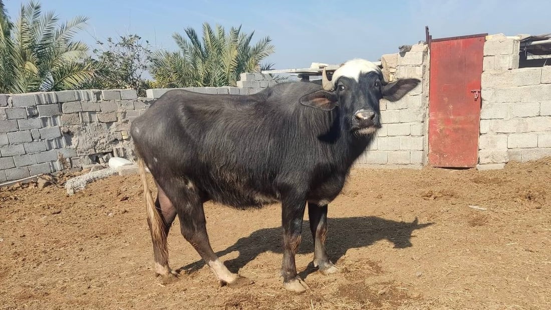 البصرة توزع “دبس السكر” على جواميس الأهوار لفتح شهيتها وزيادة الخصوبة