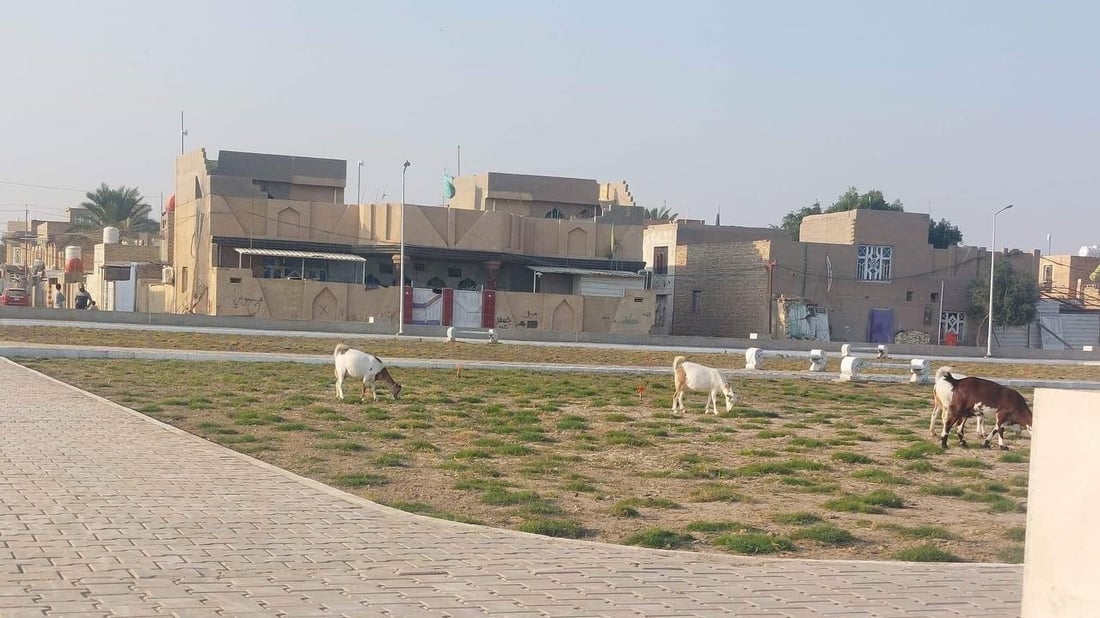 بعد ساعات على افتتاحها.. قطيع من “الماعز” يقتحم حديقة “العنقاء” في واسط
