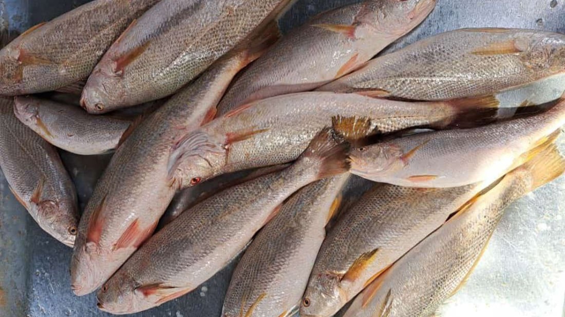 أكثر من 10 أطنان سمك في مرسى النقعة.. ذروة موسم النويبي والروبيان جامبو (صور)