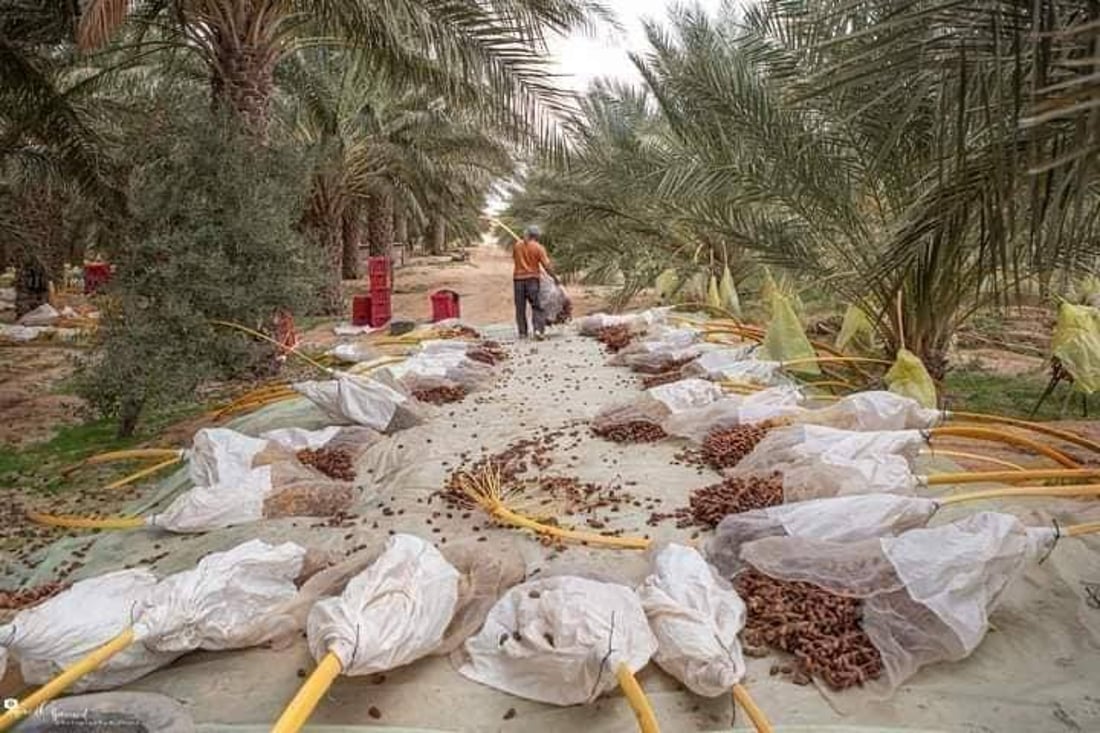 مزارعو الطارمية يسارعون لقص التمور قبل اشتداد المطر.. والتجار بانتظار الشتاء (صور)