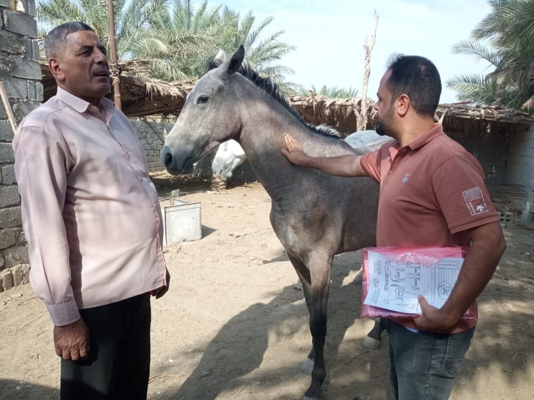 صور وإحصاء جديد: بابل بلا خيول عربية.. كلها مصرية أو إيرانية!