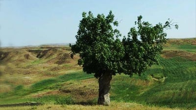 دار قه‌زوانه‌ تاقانه‌كه‌ى گه‌رمیان گه‌رماش ده‌ره‌قه‌تى نایه‌ت