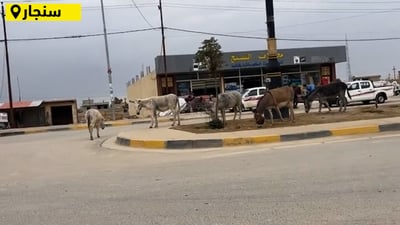 الحمير تقتحم شوارع سنجار والبلدية: نقلنا الكثير خارج المدينة (فيديو)