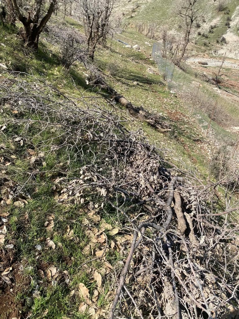 60 داربەڕووی باڵابەرز بڕدرانەوە و کەسێکیش بەتۆمەتی خەڵوزکردن دەستگیرکرا