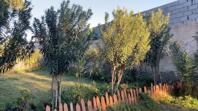 Abdul Hadi Abd transforms Najaf’s Forum garden into a green oasis