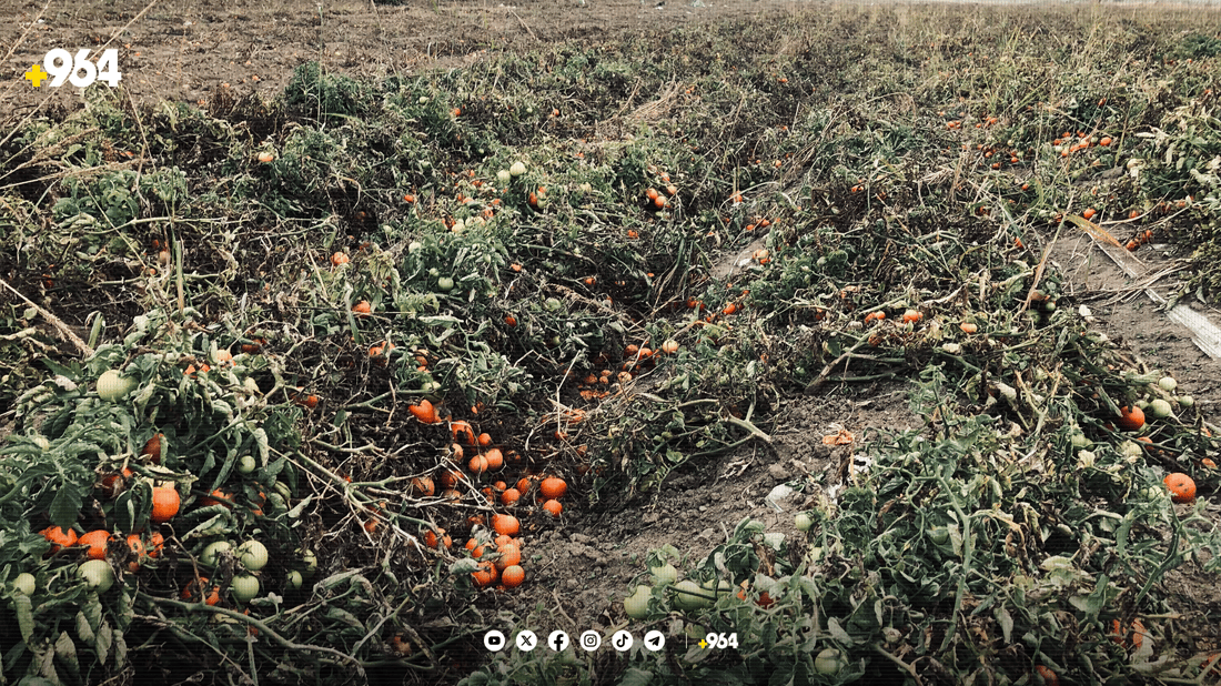 تەماتەی پێنجوێن کەمیکردووە و پارەش ناکات