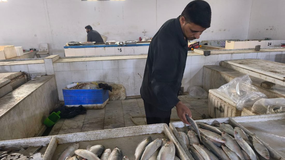 موسم “المسموطة” يرفع الطلب على أسماك الضلع في مرسى النقعة