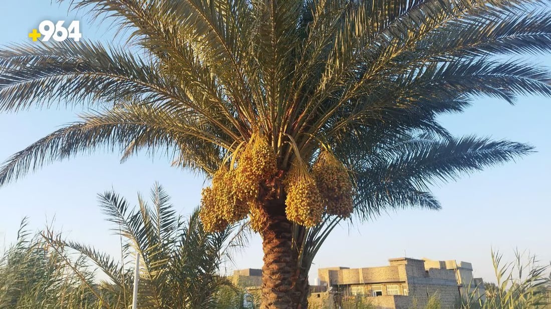 Date palm orchards in Babil thrive despite water scarcity