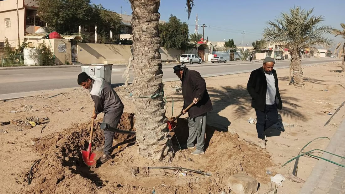 Umm Qasr launches palm tree care campaign