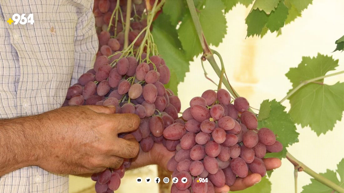 بەرهەمی ترێی ئەمساڵی دهۆک لە پارساڵ کەمترە