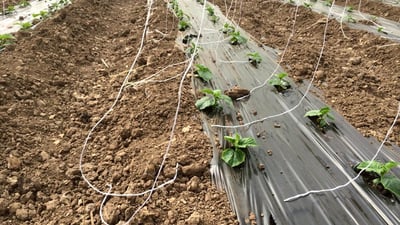 جوتیاران دەتوانن تا 100 ملیۆن دینار بە قەرز وەربگرن