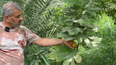 Heat-resistant fig varieties take root in Basra’s Al-Madina district