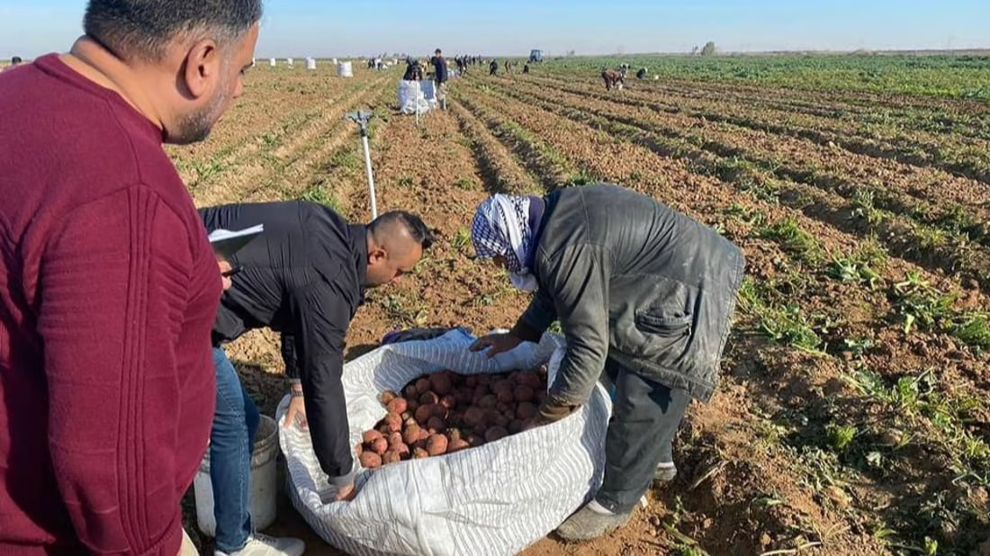 Diyala’s promising potato harvest reaping high yields