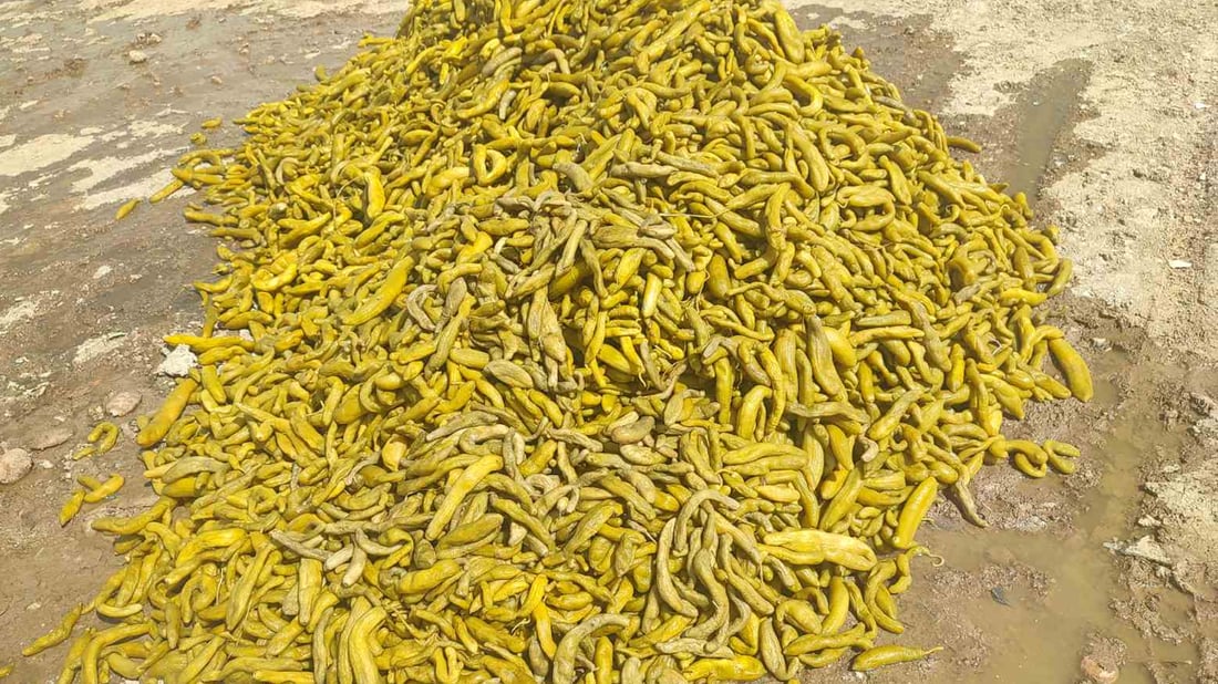 لە کۆتا رۆژەکانی رەمەزان ویستویانە تورشیات و خورمای خراپبوو بفرۆشن