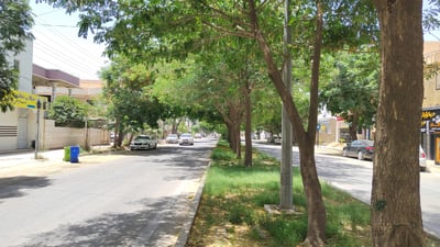 شەقامەکانی کەلار پڕ دەکرێن لە نەمامی نارنج