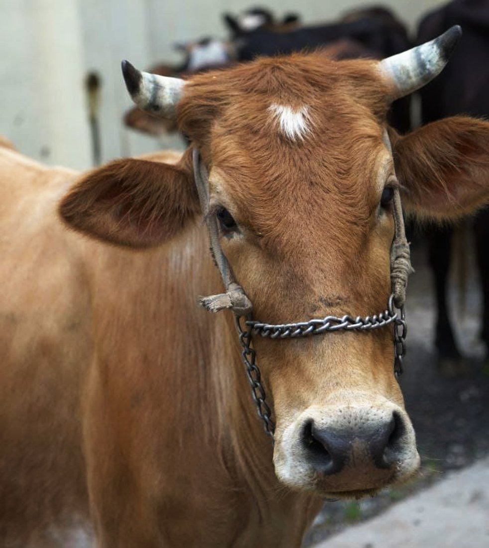 ژماره‌یه‌ك مانگا له‌ناو بازاڕى هه‌ڵه‌بجه‌ ده‌ستبه‌سه‌ركران
